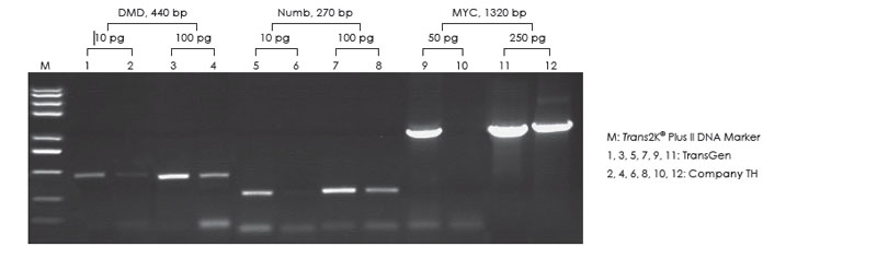  使用TransGen 和Company TH 產品，分別以不同濃度人gDNA 為模板，進行不同基因的PCR 擴增，1.0% 瓊脂糖凝膠電泳分析擴增效果。