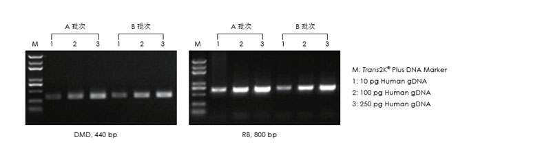 使用不同批次的產品，以不同濃度的人 gDNA 為模板擴增，1.5% 瓊脂糖凝膠電泳分析擴增結果。