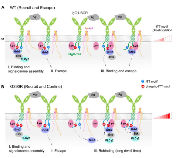 喜訊：全式金產(chǎn)品再登《Science》雜志