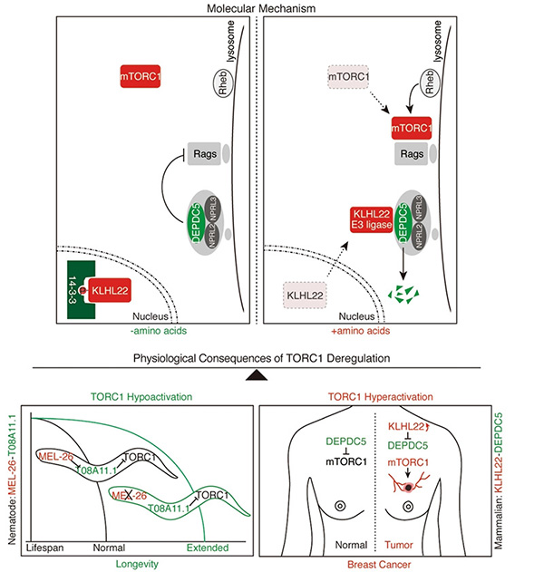 喜訊：全式金產(chǎn)品再登《Nature》雜志
