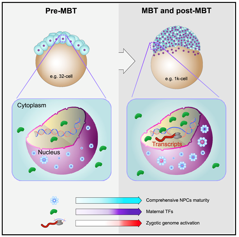 &nbsp;核孔復(fù)合體綜合成熟度調(diào)控合子基因組激活模式圖