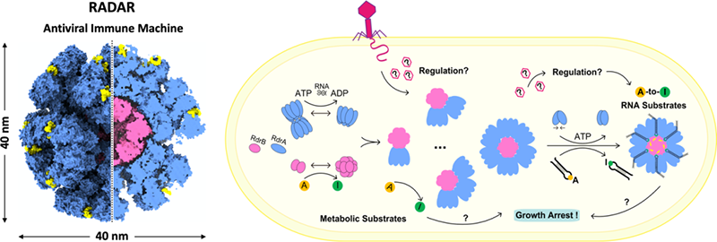 RADAR超分子復(fù)合體的組裝和工作機(jī)制