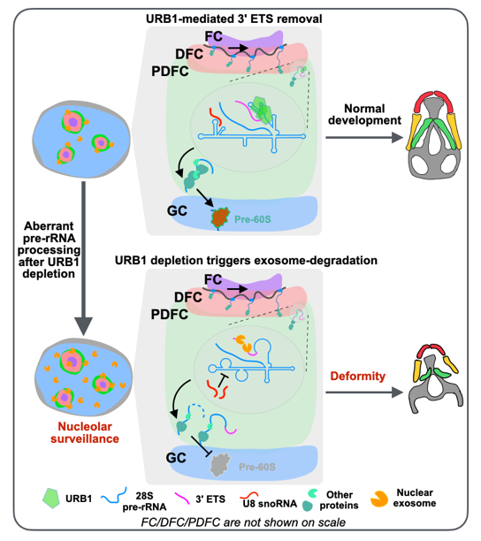 核仁蛋白質(zhì)協(xié)同核仁精細結(jié)構(gòu)與pre-rRNA加工的新機制