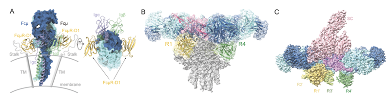 FcμR受體對膜結合型 IgM、IgM五聚體和分泌型IgM的識別模型
