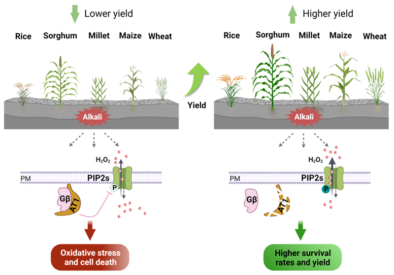 Gγ亞基編碼基因AT1介導(dǎo)植物對堿脅迫的響應(yīng)機(jī)制
