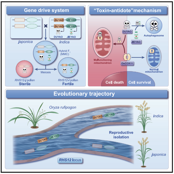 助力科研，全式金克隆感受態(tài)細胞CD501和表達感受態(tài)細胞CD801榮登Cell