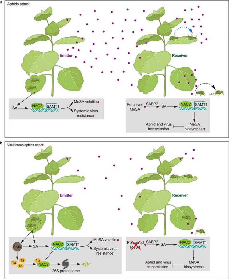 植物氣傳性免疫的分子機制示意圖