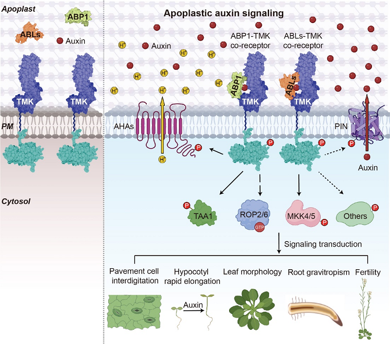 圖2-調(diào)整后.png 圖2-調(diào)整后.png