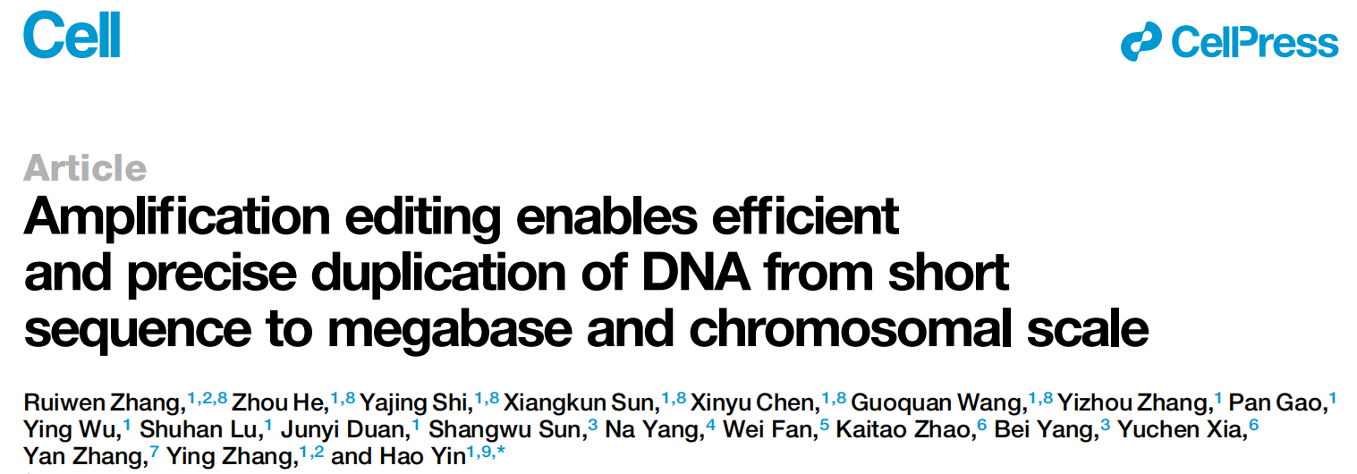 Amplification editing enables efficient and precise duplication of DNA from short sequence to megabase and chromosomal scale Amplification editing enables efficient and precise duplication of DNA from short sequence to megabase and chromosomal scale