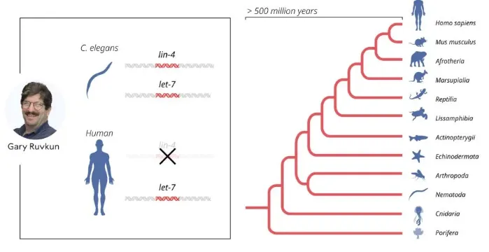 Ruvkun克隆第二個(gè)編碼microRNA的基因let-7
