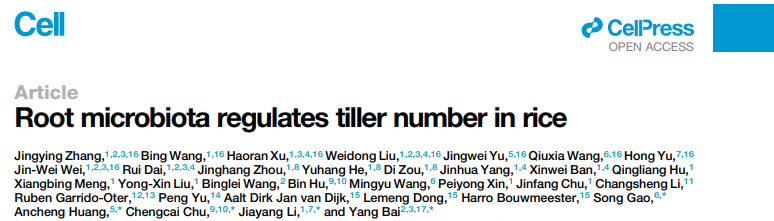 Root microbiota regulates tiller number in rice