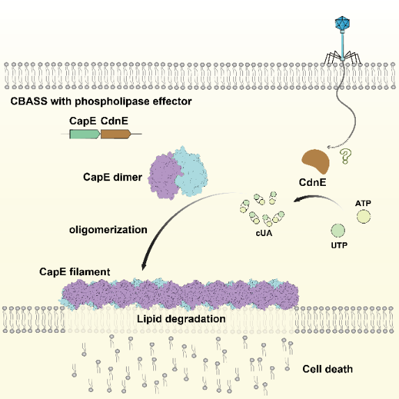 CBASS磷脂酶類效應(yīng)蛋白的抗噬菌體免疫機(jī)制