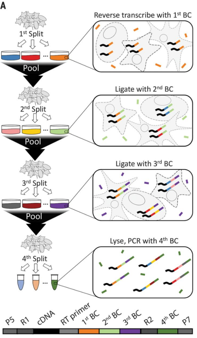 SPLiT-seq實驗原理