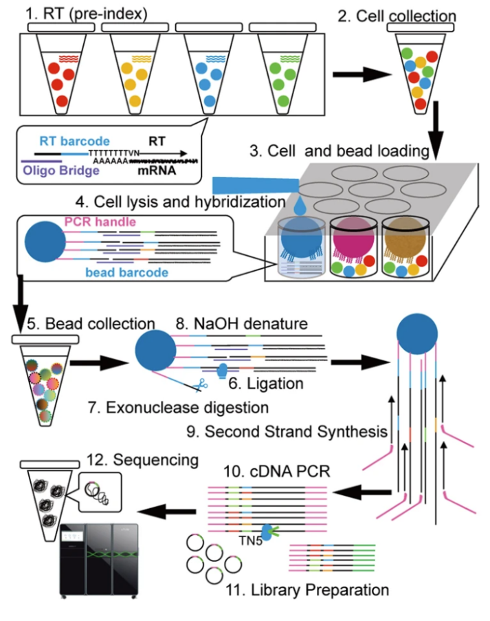 Micro-well實驗原理