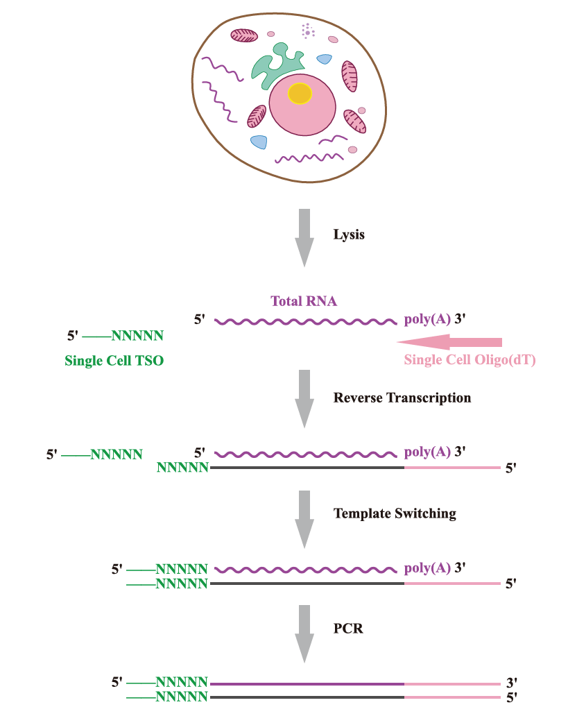 SMART-Seq2實驗原理