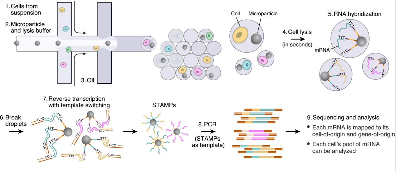 Drop-seq實驗原理
