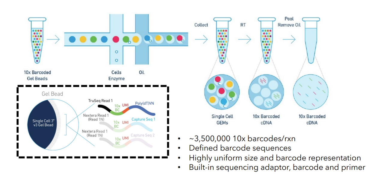10× Genomics實驗原理