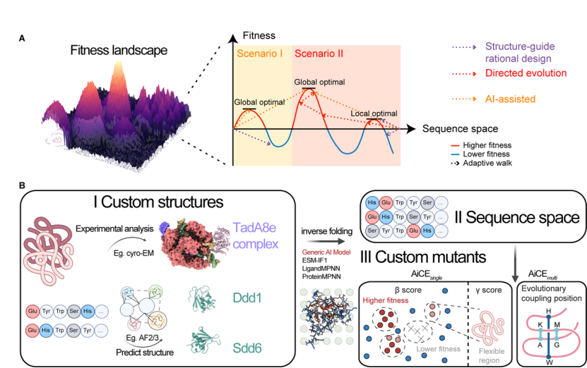 常見蛋白質工程方法的示意圖和 AiCE 方法概述