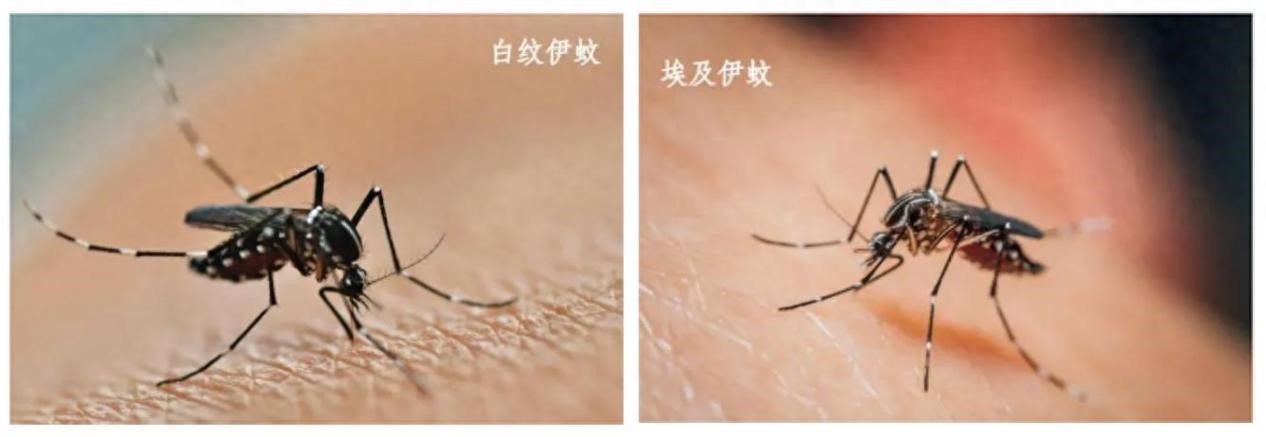 圖片來(lái)源：云南疾控