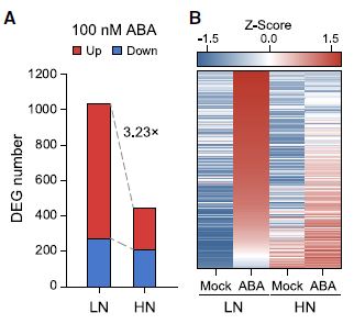 氮營養(yǎng)狀態(tài)決定植物 ABA 應答反應 氮營養(yǎng)狀態(tài)決定植物 ABA 應答反應