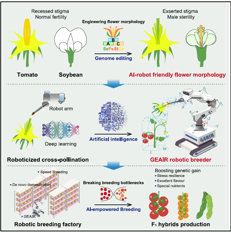 圖1 作物花型重塑與 AI 機器人協(xié)同設計實現(xiàn)智能自動化雜交育種 圖1 作物花型重塑與 AI 機器人協(xié)同設計實現(xiàn)智能自動化雜交育種