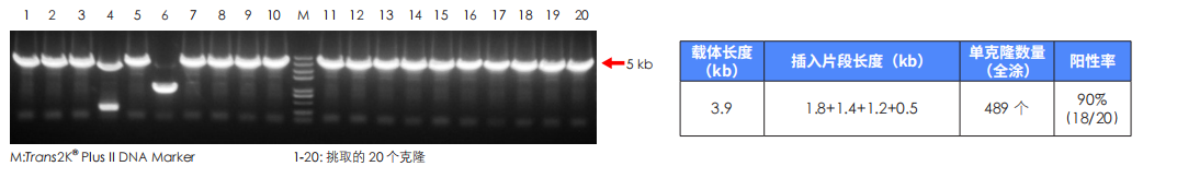 低濃度多片段成功連接