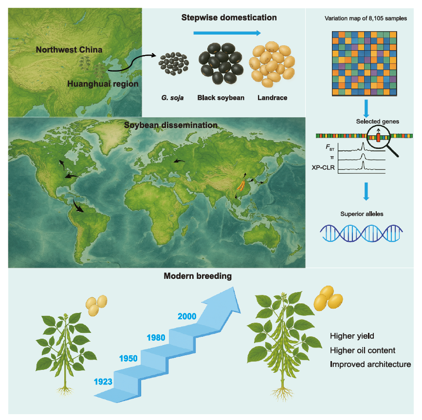 大豆的馴化、傳播與改良過程