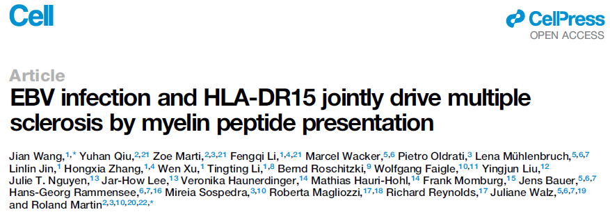 EBV infection and HLA-DR15 jointly drive multiple sclerosis by myelin peptide presentation
