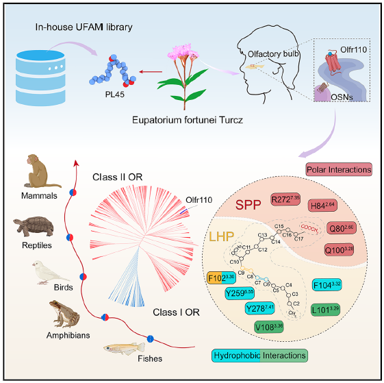 II類氣味受體在陸生動物中的進化及識別疏水氣味分子的獨特機制